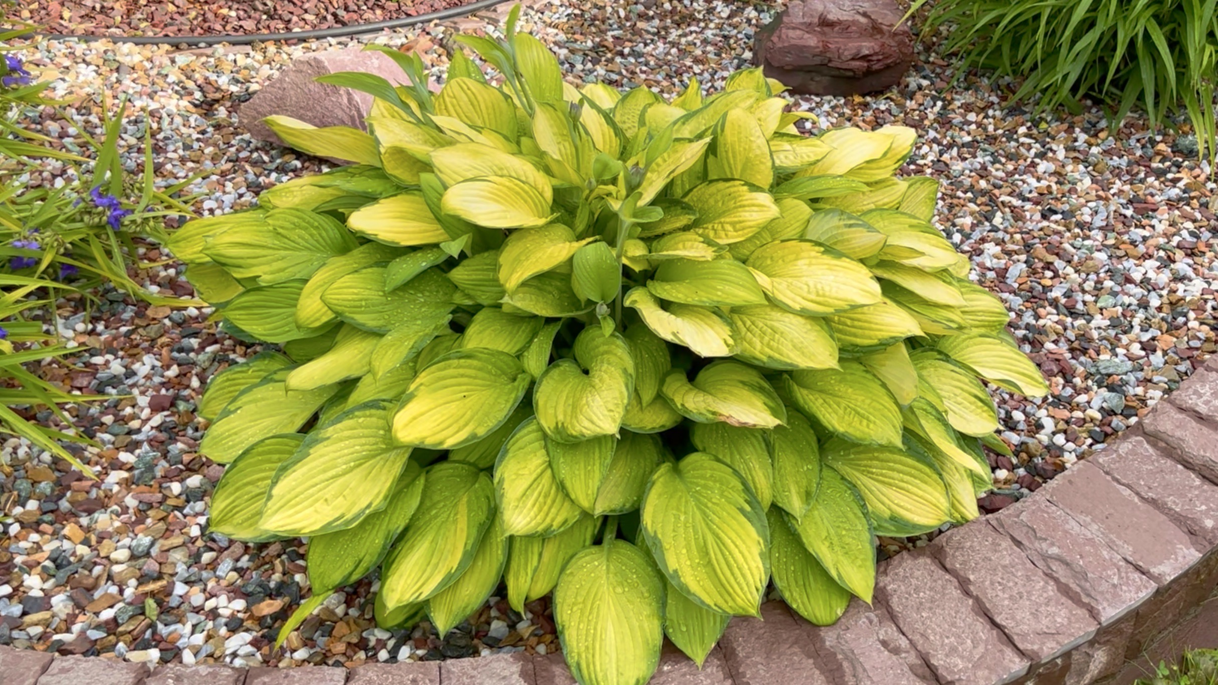 ОБЗОР ХОСТ ДЛЯ КАТАЛОГА. ХОСТЫ ПО НОМЕРАМ. ПРОДОЛЖЕНИЕ. Дачный креатив.