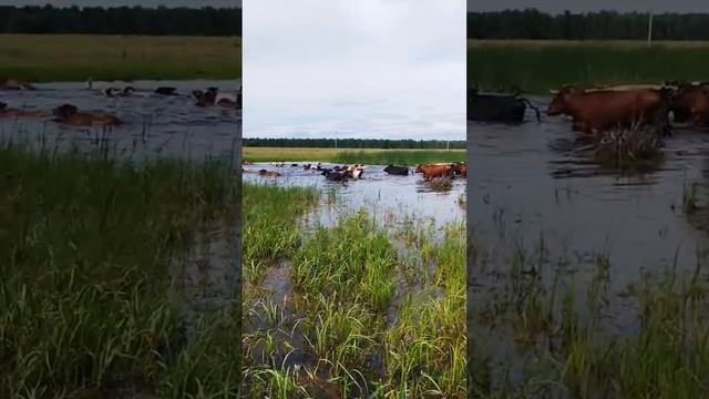 Счастливые коровы