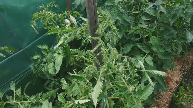 Увядание верхушки томата.