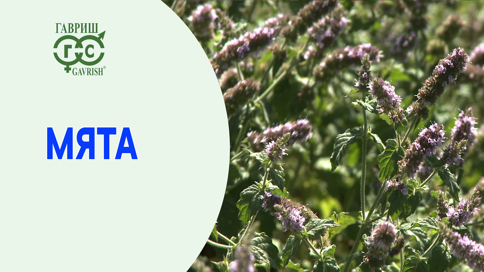 Мята