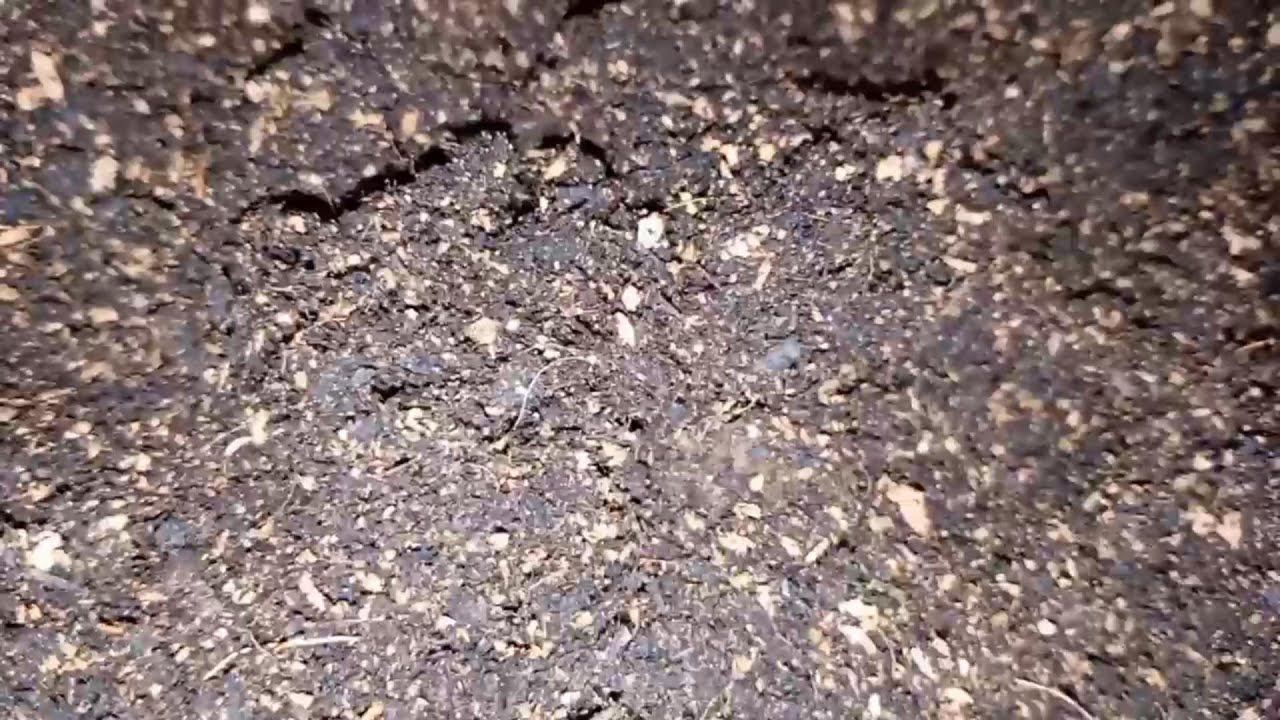 Фисташка Акбари. Подготовка субстрата для проросших семян | Small Gardens