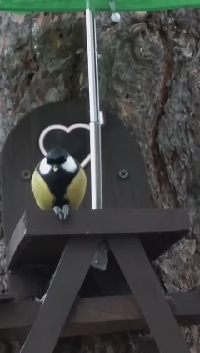 #shorts Синица быстро ест на кормушке