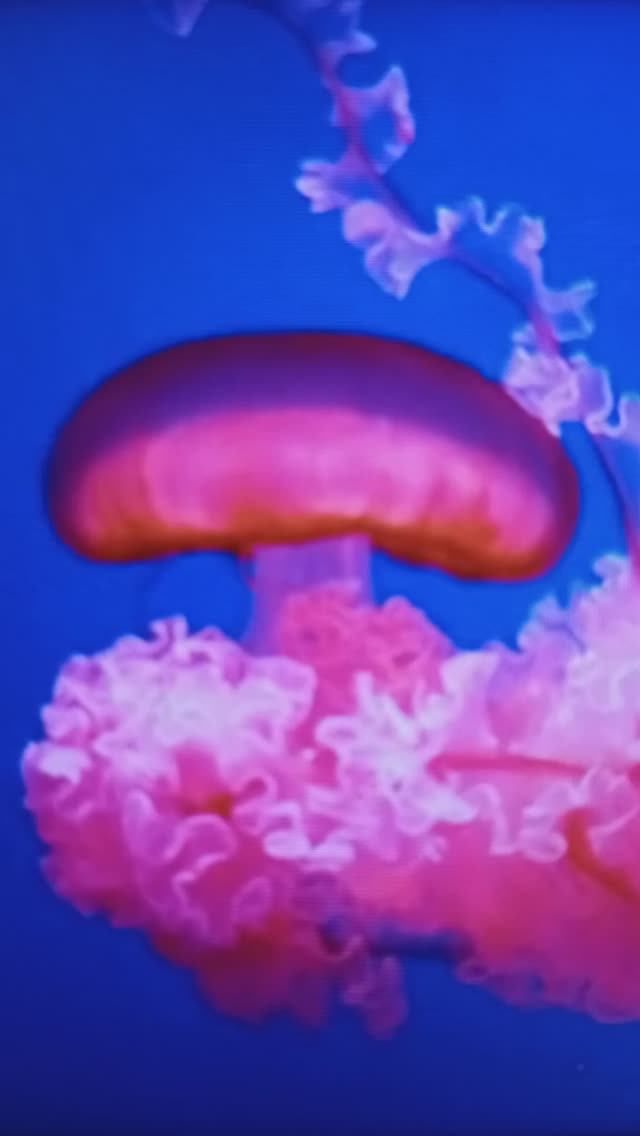 МЕДУЗА и МОРСКАЯ ЧЕРЕПАХА...?#Shorts