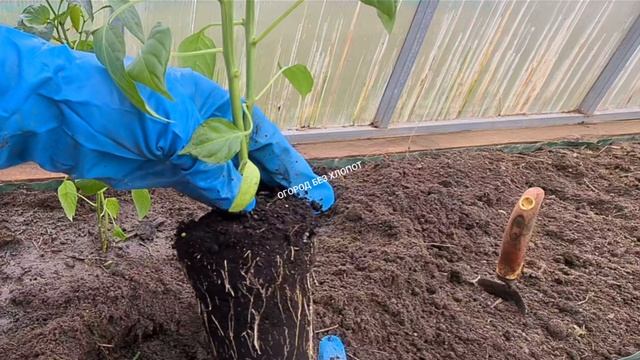 Как высадить рассаду перца  и на каком расстоянии.