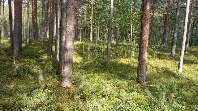 Лесные Эльфы и драконы . Свинушка толстая.