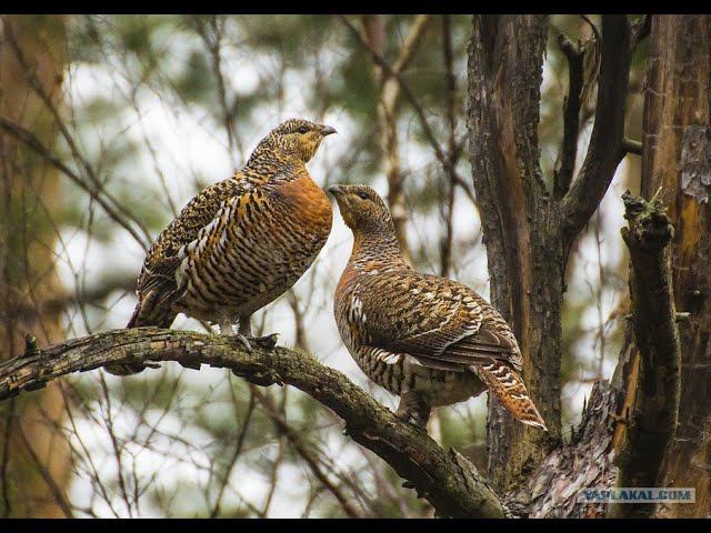 ГЛУХАРИ УЖЕ ТОКУЮТ