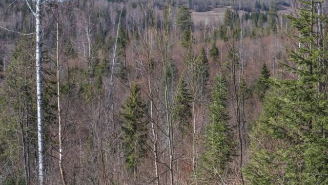 "ВЕСЕННЯЯ УВЕРТЮРА"... (Фото Виктора Руденко (Йошкар-Ола), музыка Рихарда Вагнера)