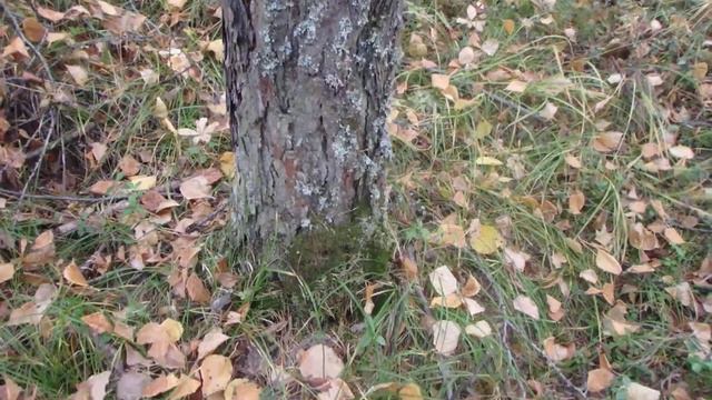 Ориентирование по природным признакам (пример 1)