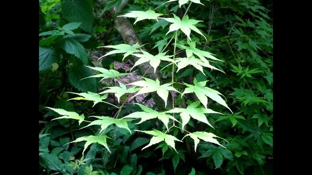 БОТСАД 365 - УНИКАЛЬНЫЙ ДЕНДРАРИЙ СЕРГЕЯ СИДОРЕНКО В НЕФТЕГОРСКЕ. ПЕРВЫЙ ВЗГЛЯД.