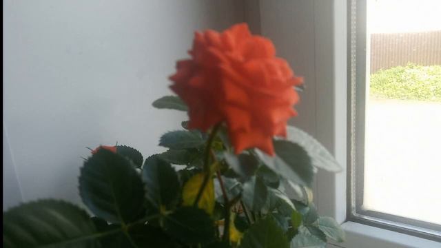 Нежность роз. природа