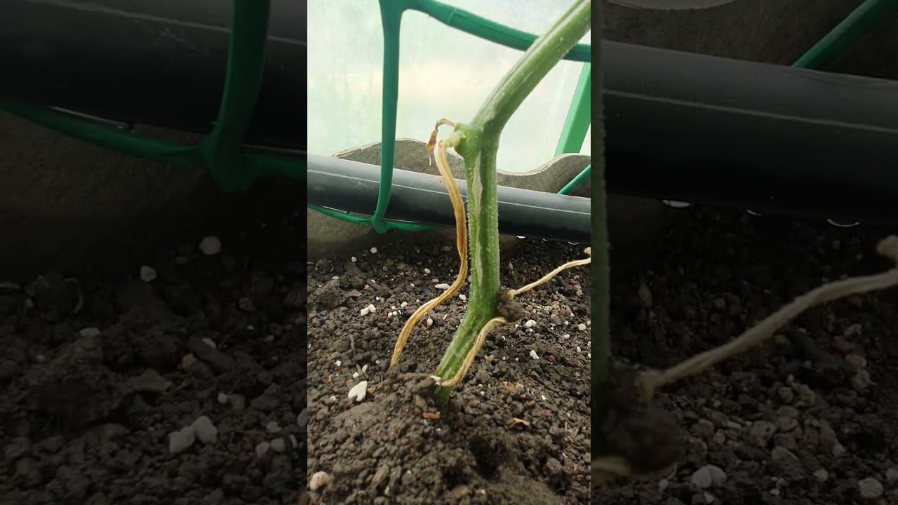 трещина на стебле огурца