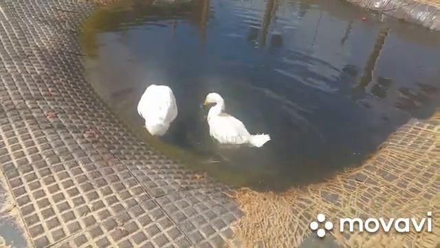 Сказ о том, как гуси купались