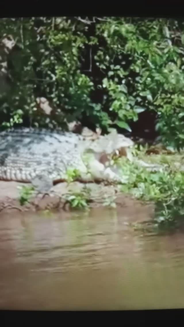Нильский крокодил - гигантская водяная рептилия. У этого хищника прекрасные зрение и слух#Shorts