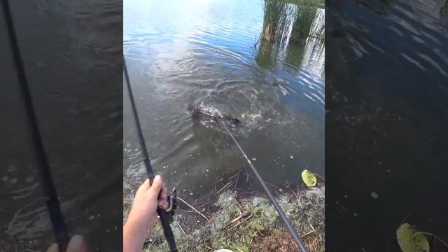дикие поклевки амура #рыболов #рыбалкаскарпятником