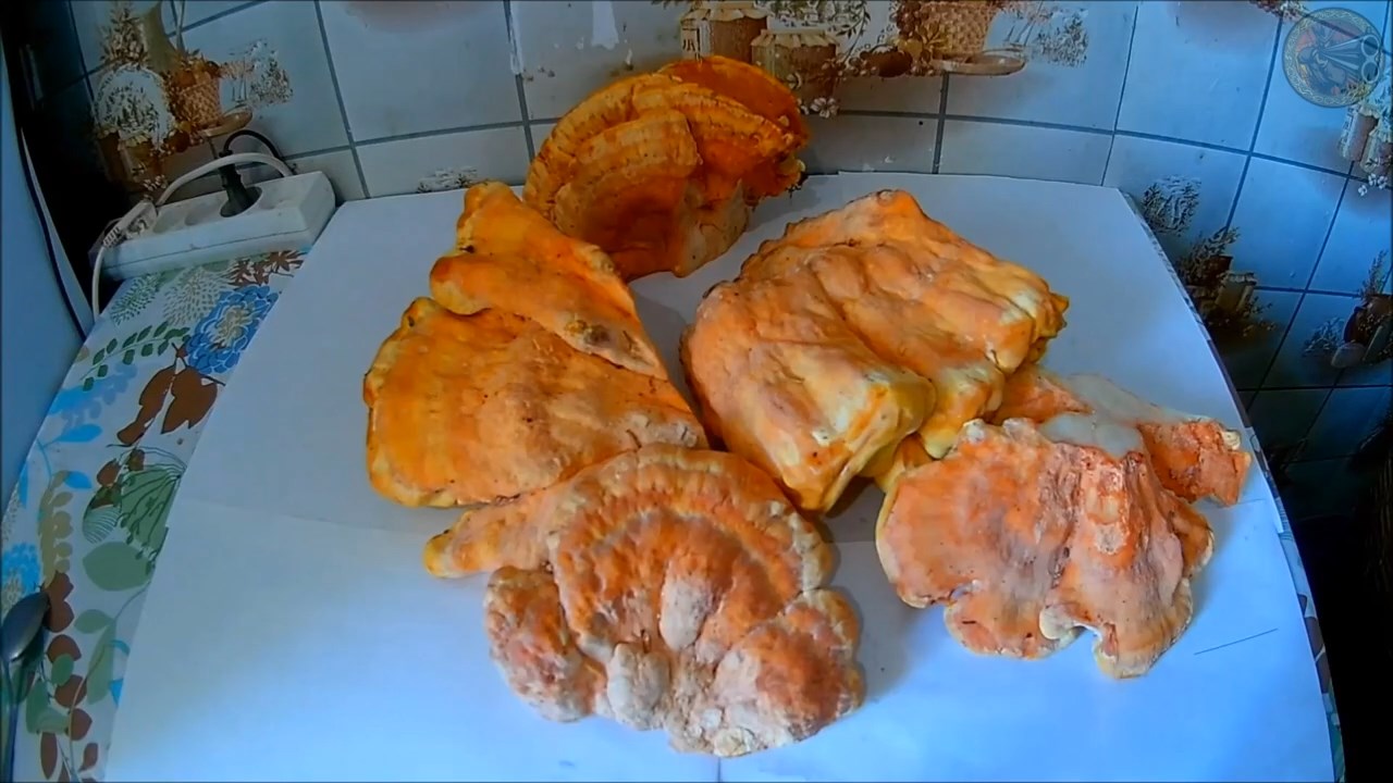 Жареный трутовик серно-желтый (Будни охотника и рыбака)