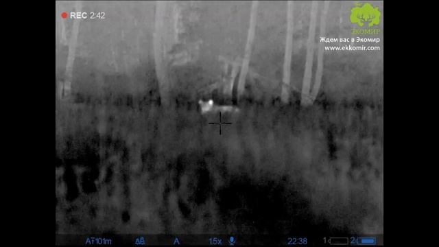 Охота на медведя с тепловизором