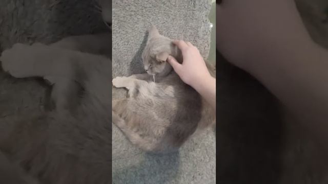 Марсик лежит