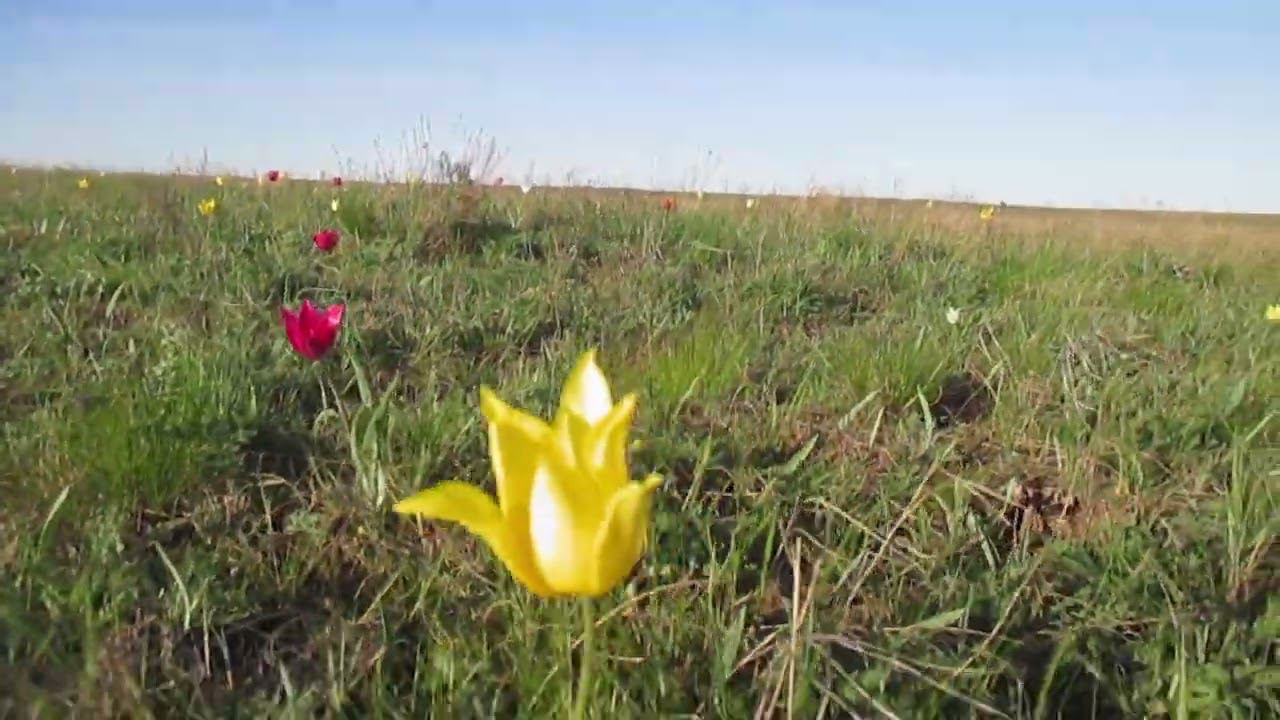 Максютовская тюльпанная степь. Слушаем пение птичек)
