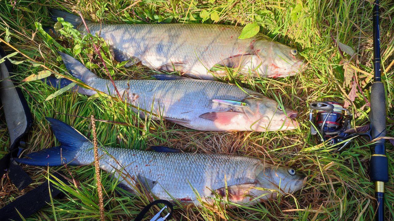 Жерех клёв. Река Щара.