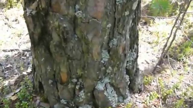 Ориентирование в тайге по лишайникам (продолжение) 17