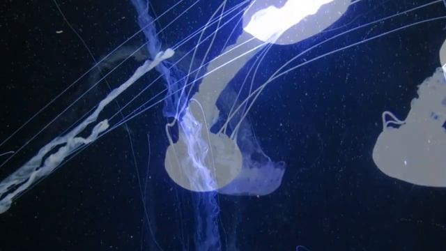 Лучший аквариум с медузами для спокойного сна