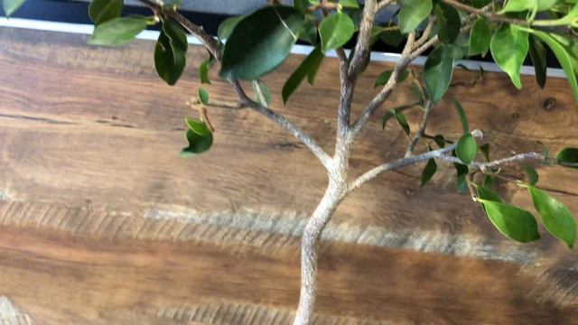 Фикус на штамбе. Очередная обрезка