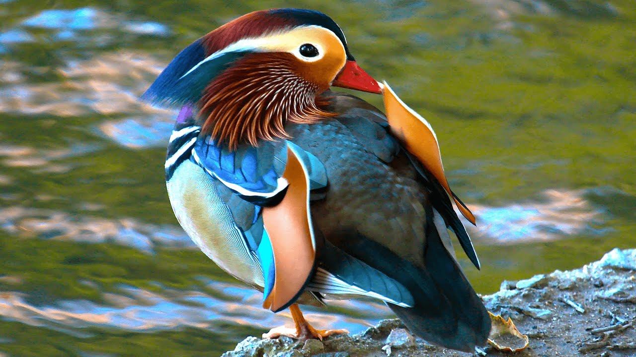 ИНТЕРЕСНАЯ ПТАШКА: МАНДАРИНКА