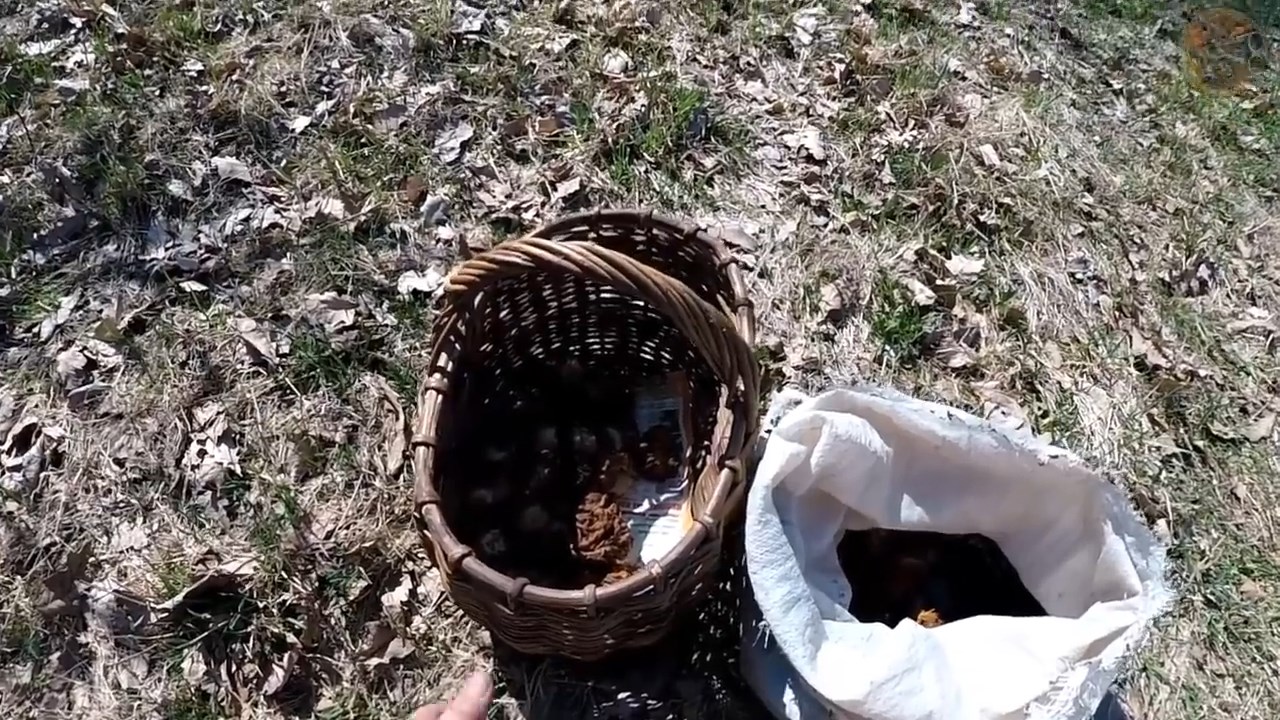 В весенний лес за грибами (Будни охотника и рыбака)