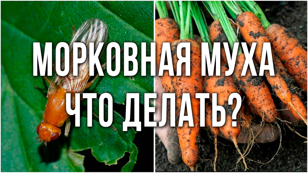 Лучший способ избавиться от морковной и луковой мухи. Что делать, если закудрявилась морковь.