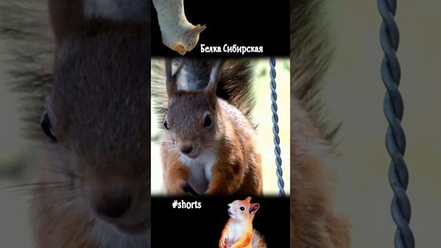 Белка крупно снята