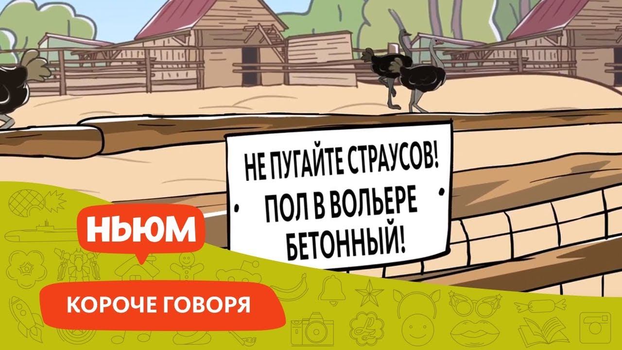 СТРАУСЫ НЕ ПРЯЧУТ ГОЛОВУ В ПЕСОК (анимация)