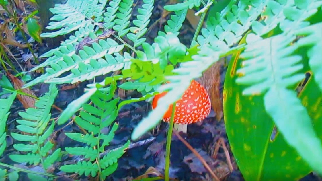 Грибы Мухоморы