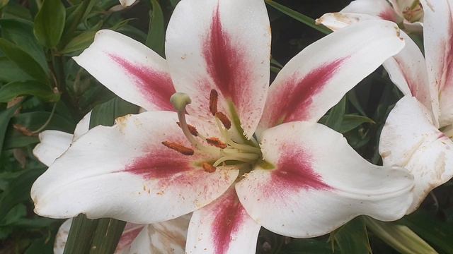 лилия НИМФА от-гибрид