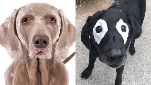 Самые Редкие Животные в Мире