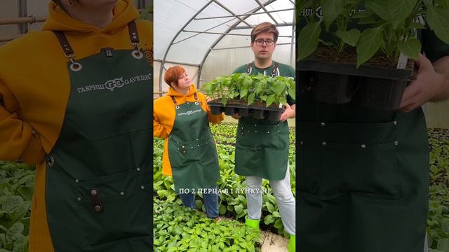 СКОЛЬКО ПЕРЦЕВ САЖАТЬ?