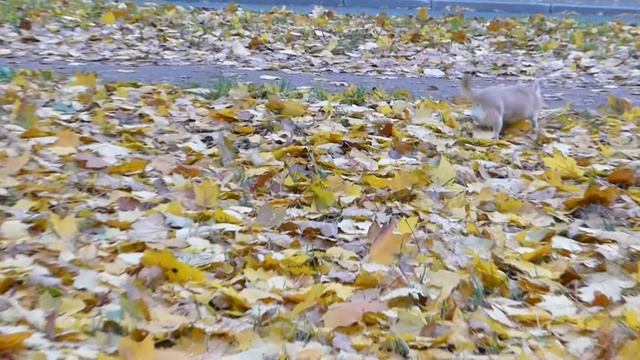 Карина и осень