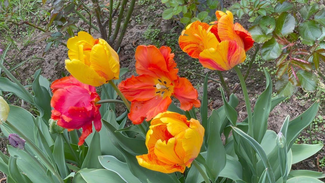 Май в Саду 18 и 20 мая 2023