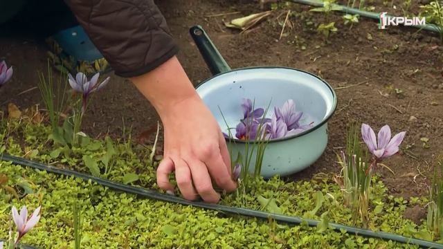 Деревенское счастье Андрея Дзюбы