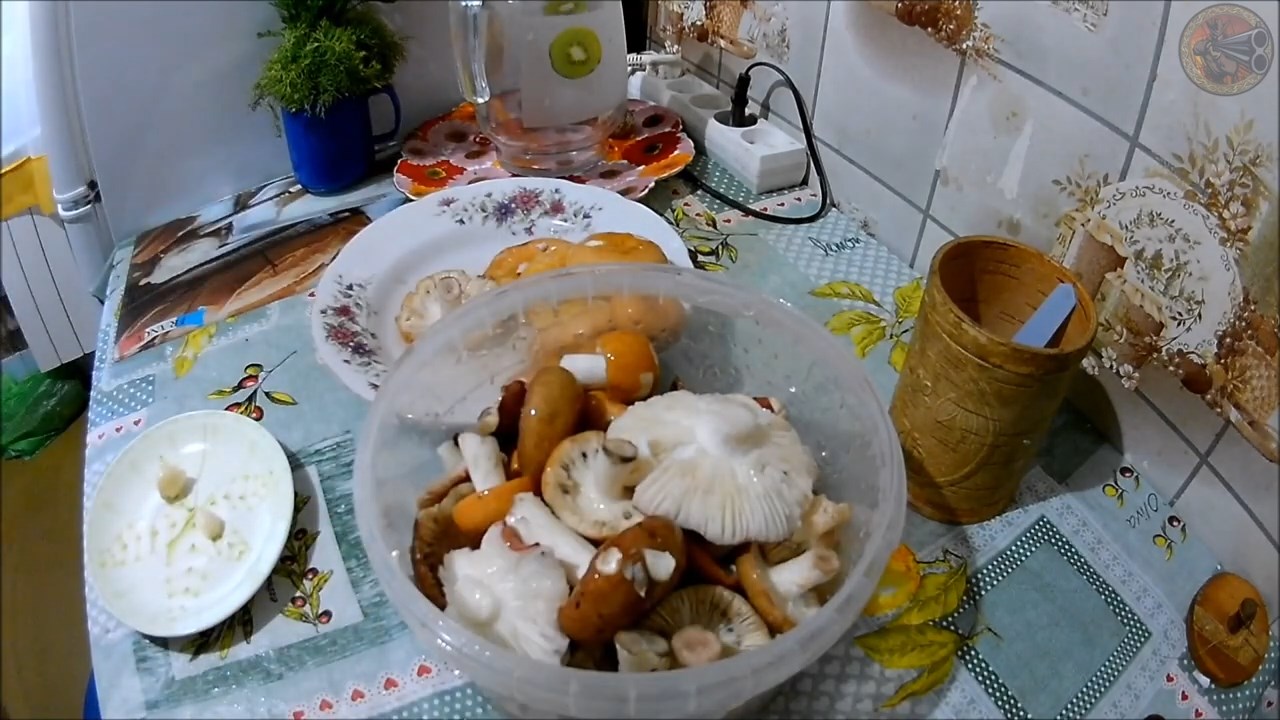 Малосольные сыроежки (Будни охотника и рыбака)