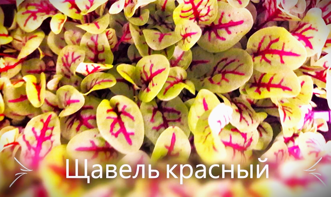 #Микрозелень Отзыв о #Mr Cress.