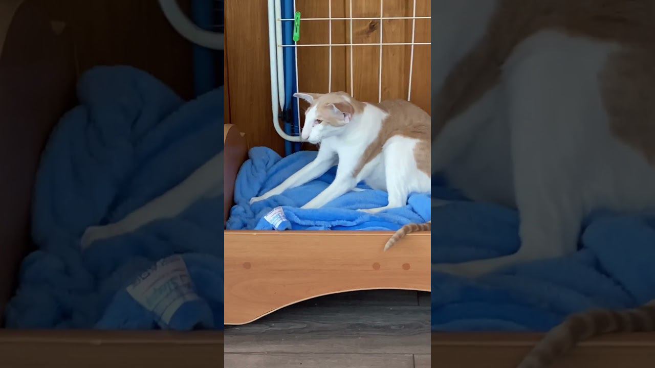 Гриша разминается #amongus #music #cat #oriental #funnycats #кот #animals #pets #kitten #funny