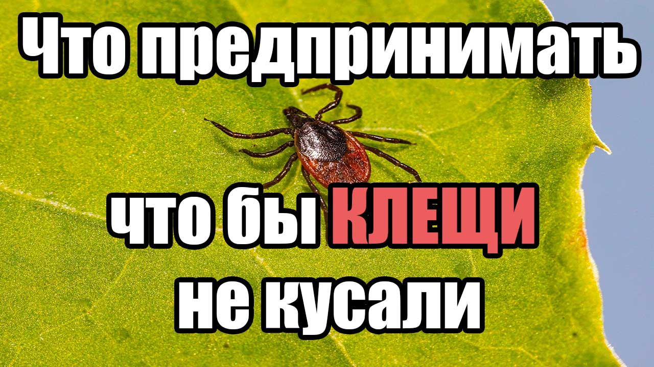 Что предпринимать что бы КЛЕЩИ не кусали. Как вытащить клеща.