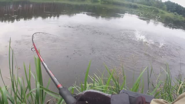 Жерех отдай спининг. Ближний выстрел смотреть до конца.