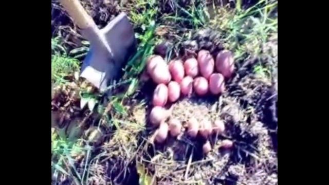 Целинный метод. КАРТОФЕЛЬ!.MP4