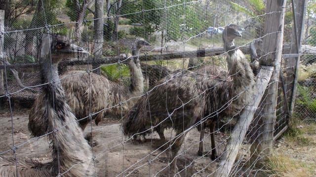 Австралия. Уникальные животные Тасмании. Утконос, дьявол и валлаби, ехидна и страус эму. Tasmania.