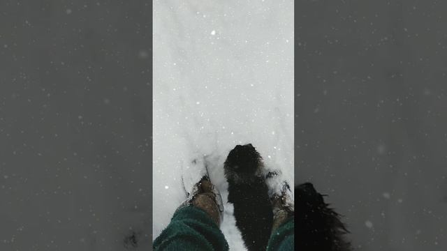 Пушистый охранник??❤️