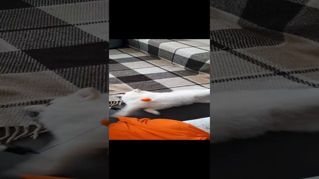 Собака превращается в кошку??