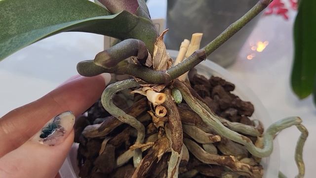 НИКОГДА НЕ ДЕЛАЙТЕ ЭТО С ОРХИДЕЯМИ ЕСЛИ ХОТИТЕ ЧТОБЫ ОНИ ЦВЕЛИ!