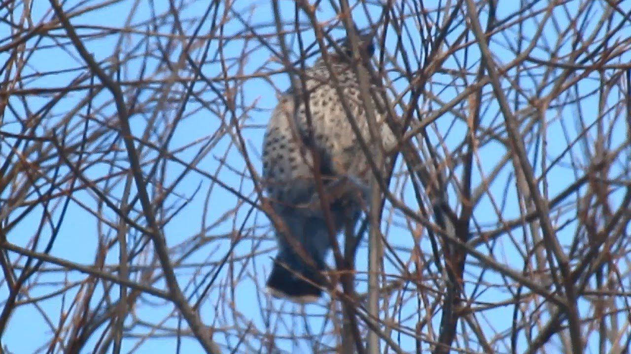 ФОТООХОТА НА РЯБЧИКОВ И ЗАЙЧИКОВ