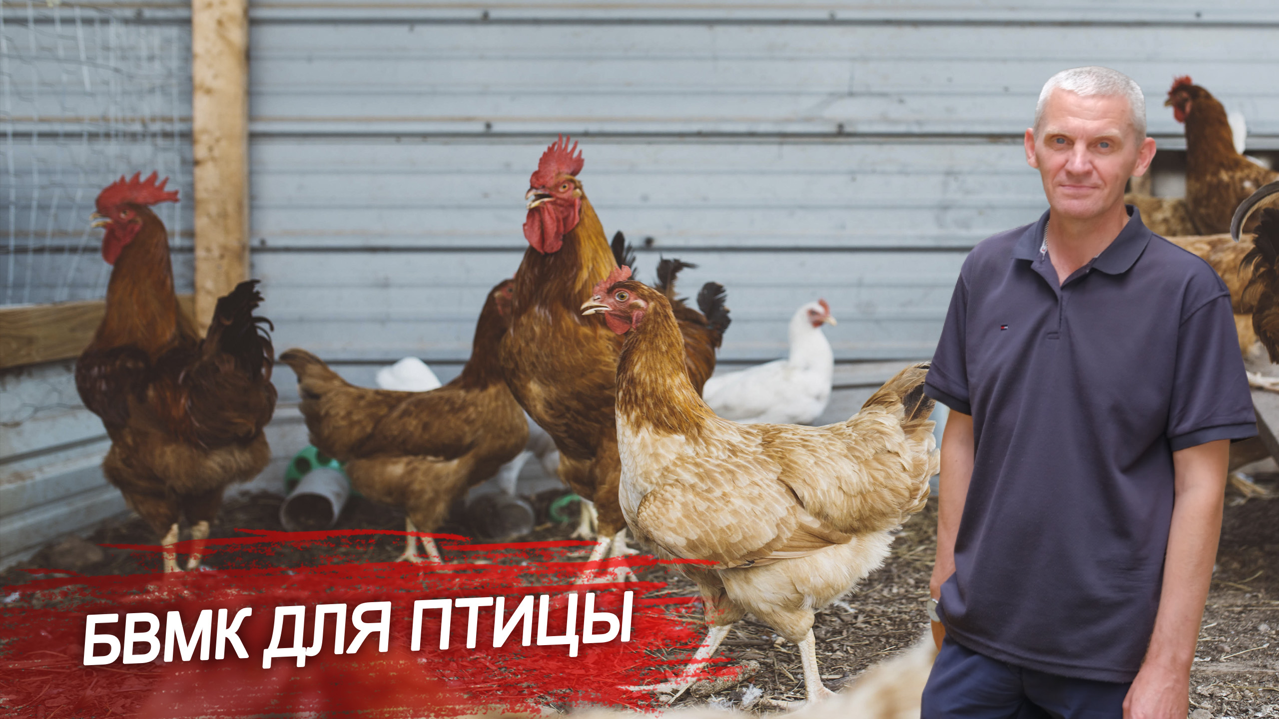 Витамины для кур (БВМК).Как повысить продуктивность птицы с помощью БВМК?Пропорции БВМК и зерна.